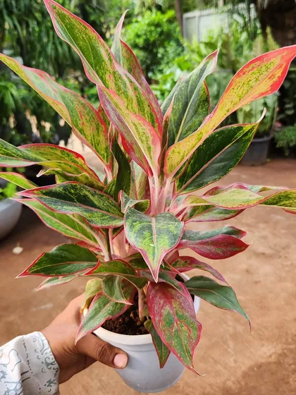 The Aglaonema Pinklipstick is named for the beautiful red and pink tones that trace the edges of its leaves. It's a colorful and hardy indoor plant.
