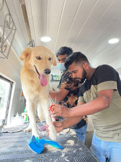 Tail It Easy - Mobile Pet Grooming The Full Grooming Experience photo 11