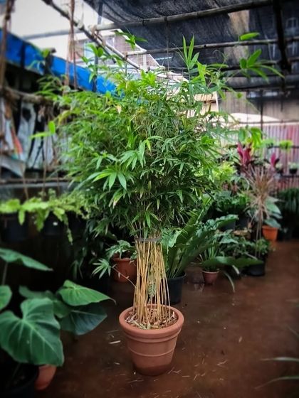 Large Statement Plants for Outdoors & Indoors photo 22