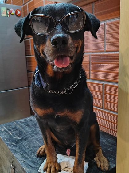 Poulomi Dhar - Dog Training & Behavior Consultation My Pack: Life, Love, and Lessons photo 10