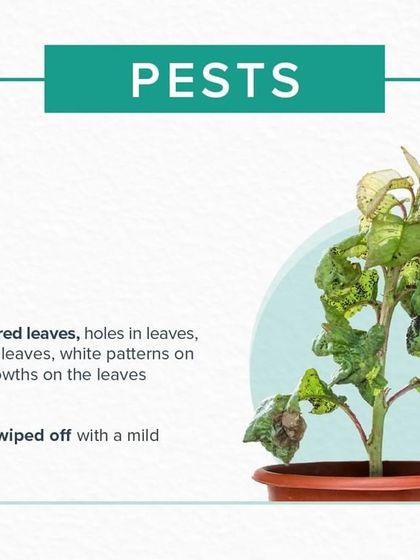 Greening Wonders - Landscaping & Garden Maintenance Scientific Plant Care Guides photo 4