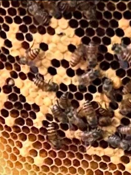 A stunning close-up of bees on a honeycomb, shared by a grateful parent after our "Meet the Bees" workshop.