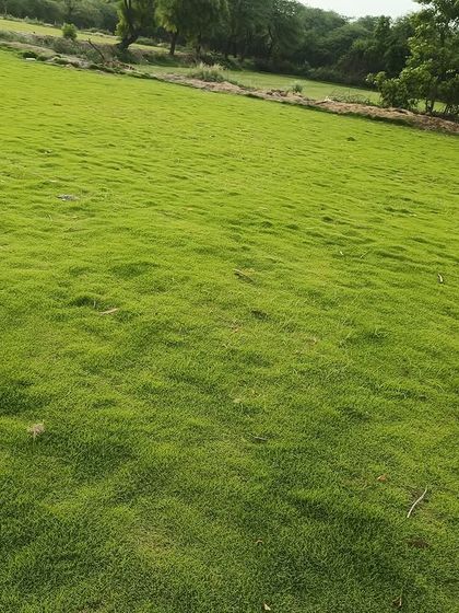 A close-up view of the dense, healthy grass I cultivate. This is the quality you can expect when you source your lawn directly from my nursery.