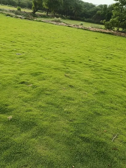 A close-up of the texture and color of my lawn grass. It's a vibrant green and has a natural, slightly uneven look that is beautiful.