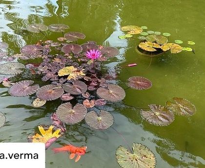 A wide shot of the lotus pond, teeming with colorful lily pads and a bright orange koi fish, captured by a guest.