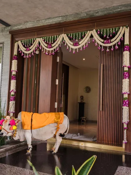 A decorated cow and calf bring blessings to a new home during a Gruhapravesham. I ensure they are beautifully adorned to become a memorable part of your traditional housewarming ceremony.
