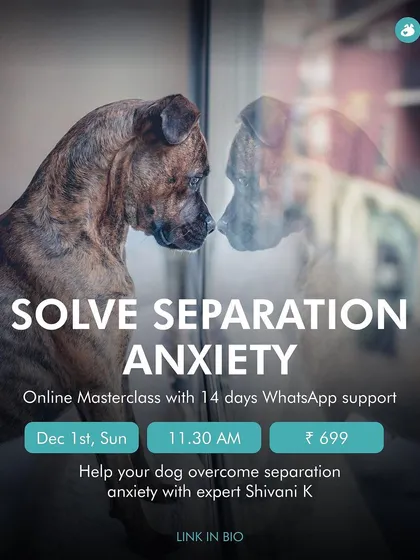 Does your dog panic when you leave? My online masterclass on separation anxiety provides practical steps and 14 days of WhatsApp support to help your dog feel calm and secure when they are alone.