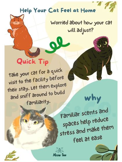 Meow Inn - Cat Hotel & Boarding Your Guide to Feline Wellness photo 22