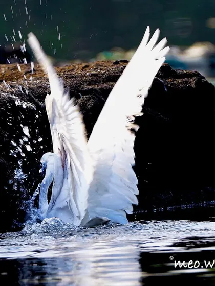A split second of action! An Egret explodes from the water, wings spread and water splashing everywhere, with a shrimp successfully caught. Capturing this kind of motion is what I live for.