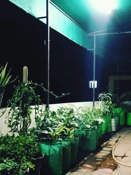 Your garden can be a beautiful escape, day or night. This terrace garden setup includes a protective shade net for the plants and ambient lighting, creating a perfect evening vibe. The use of large grow bags makes it ideal for organic vegetable gardening.