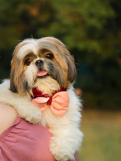 Sniff Stories - Pet & Family Photography Additional Moments photo 4