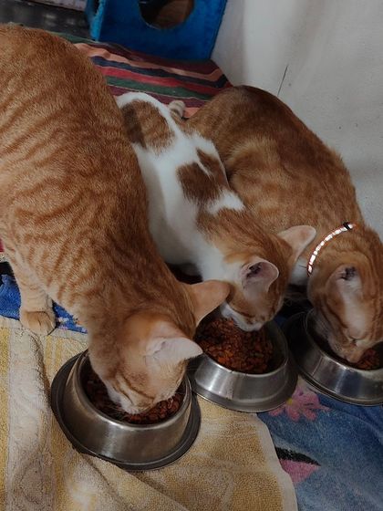 Sammy's Nest - Home Boarding for Small Pets Mealtime: Clean Bowls & Happy Tummies photo 3