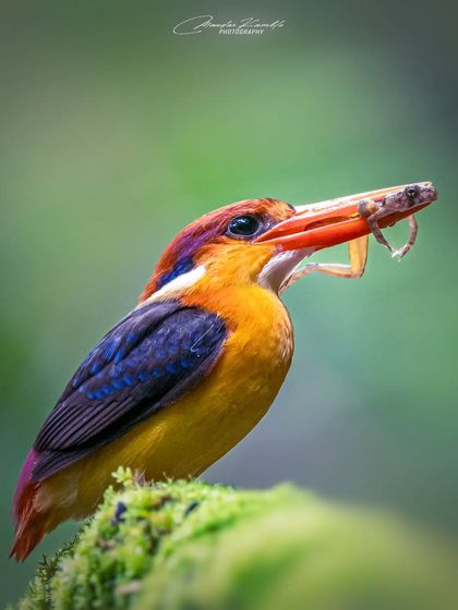 Kingfishers: Jewels of the River photo 16