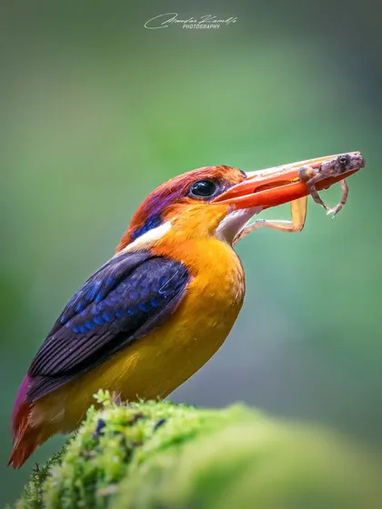 A slightly different composition of the "colour bomb" with its meal. The focus here is tight on the bird's head and beak, emphasizing the action.