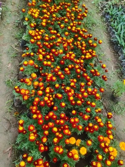 A bed of French Marigolds in my nursery. I grow them in large numbers so you can buy healthy saplings for your garden.