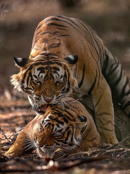 We were incredibly fortunate to witness this pair of mating tigers in Ranthambore. Observing and documenting such a vital, natural behavior is a rare privilege.