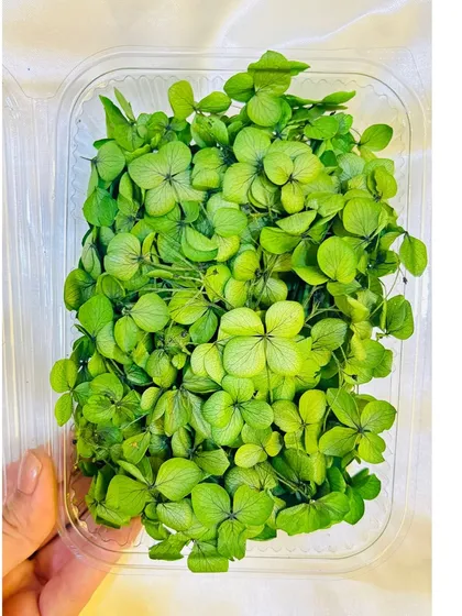 This box of light green dried hydrangea flowers adds a fresh, natural element to any resin project. They are carefully preserved to ensure the highest quality for your art.