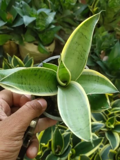 A top-down view of the Sansevieria 'Moonshine', showing its lovely rosette shape and pale green color.