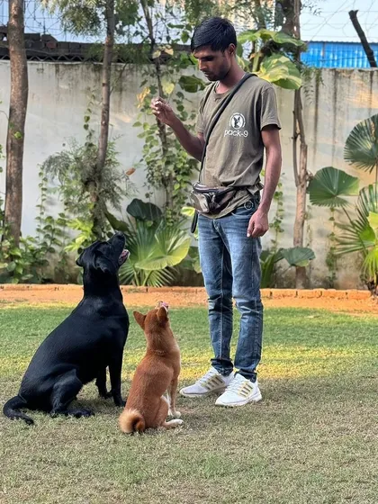 A handler working on focus and obedience with a black lab and a Shiba Inu.