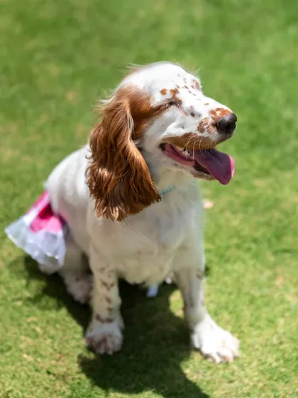 The pure bliss on Luna's face says it all. This is what a happy day at the park looks like, and my goal as a pet photographer is to capture that feeling for you to keep forever.