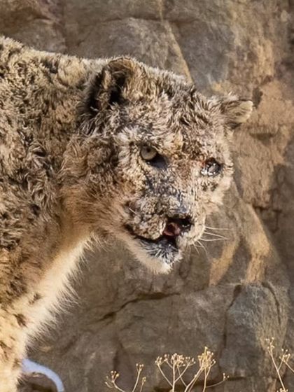 A powerful portrait of a snow leopard, its weathered face telling a story of survival in a harsh landscape.