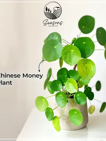 An infographic showcasing some of our favorite indoor plants. Here, the Chinese Money Plant (Pilea peperomioides) is highlighted for its unique, coin-shaped leaves, believed to bring good luck.