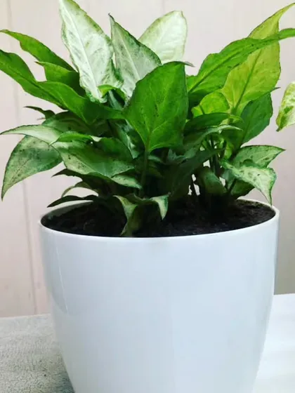 This variety of Syngonium has lush, deep green leaves with white variegation. It's a classic houseplant that brings a touch of the tropics indoors and is suitable for homes and offices alike.