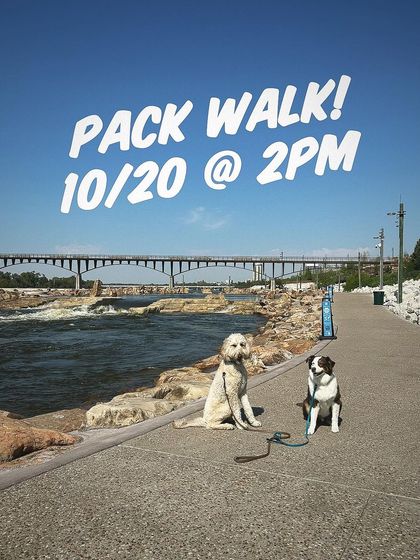 Tulsa Dog Trainer - Pack Walks Our Pack Walks in Action photo 3