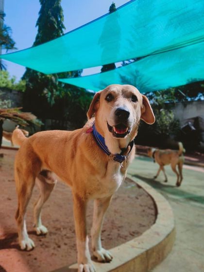 Stay - Dog Daycare Happy Faces of Stay photo 55