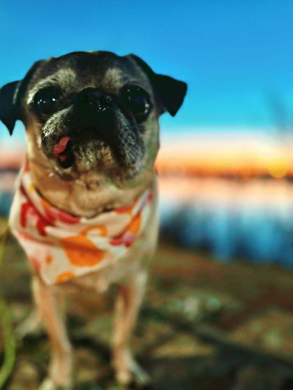 Tulsa Dog Trainer - Immersive Board & Train Programs Board & Train Graduates photo 70