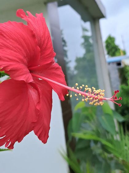 Bhardwaj - Urban Gardening Consultation A Riot of Colorful Flowers photo 217