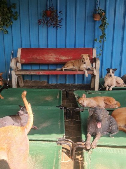 A typical day at the Sarvoham animal shelter, surrounded by rescued Indies relaxing on their beds. It is a privilege to work with these resilient dogs.