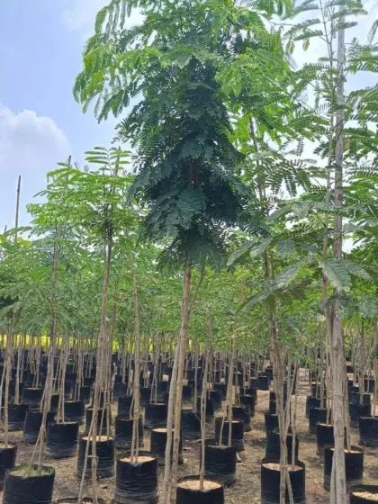 Tall, straight Gulmohar saplings, cultivated to ensure a strong central leader for future growth as impressive shade trees.