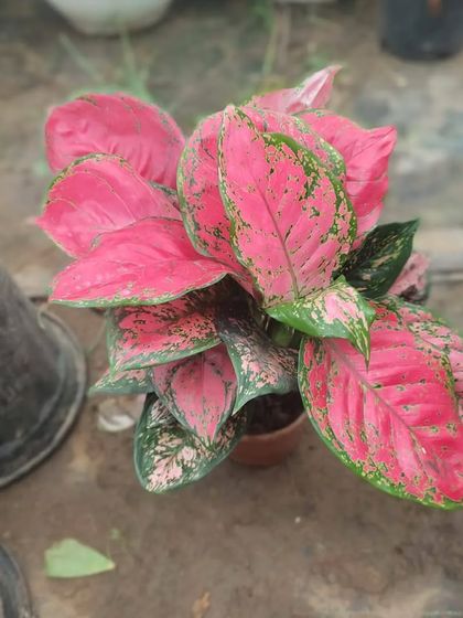 The pink Aglaonema is a stunner. It adds a splash of colour to your indoor space and thrives in low to medium light, making it perfect for most homes.