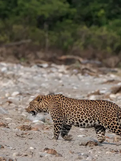 A male leopard patrols his territory along a dry riverbed in Rajaji National Park. This photograph showcases the raw power and stealth of one of India's most elusive and adaptable big cats.