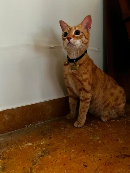 Lucy, a beautiful ginger tabby, was the star of the crèche. She loved people and was always ready for a chat.