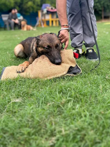 A young Belgian Malinois from my breeding resting with his reward after a successful training session. This shows the "off switch" which is just as important as the drive. A good working dog knows when to be intense and when to be calm.