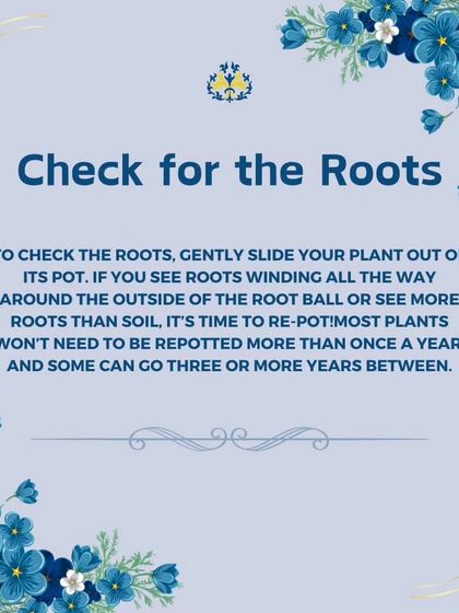 It's important to check your plant's roots about once a year. If you see more roots than soil, like roots winding around the root ball, it's a clear sign that it's time to repot into a larger container.