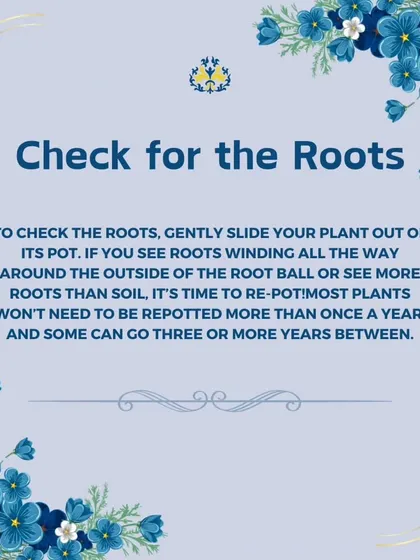 Time to repot? To check the roots, gently slide your plant out of its pot. If you see roots winding all the way around the outside of the root ball, it's time for a bigger home.