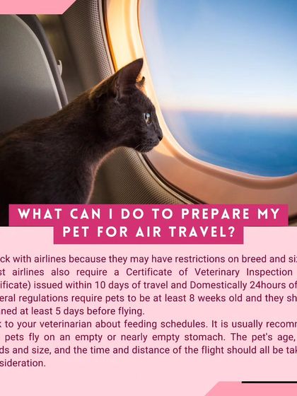 Global Pet Cab - Domestic Pet Relocation Your Pet Travel Questions, Answered photo 3