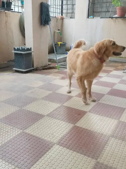 A full view of the Golden Retriever in its familiar home environment after being groomed.