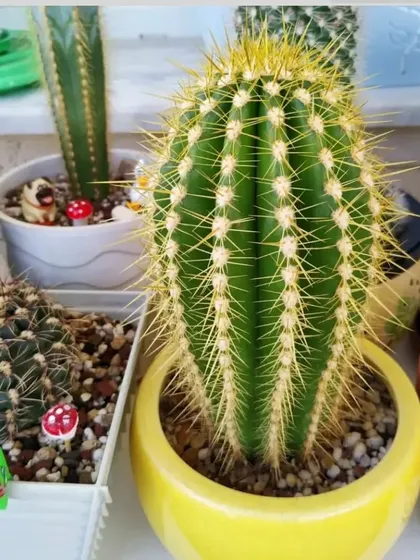 A close-up of a Golden Barrel Cactus in a bright yellow pot. Its sharp yellow spines are very striking.