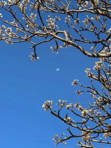 A delicate and peaceful nature shot. The branches of the frangipani tree create a natural frame for the small moon.