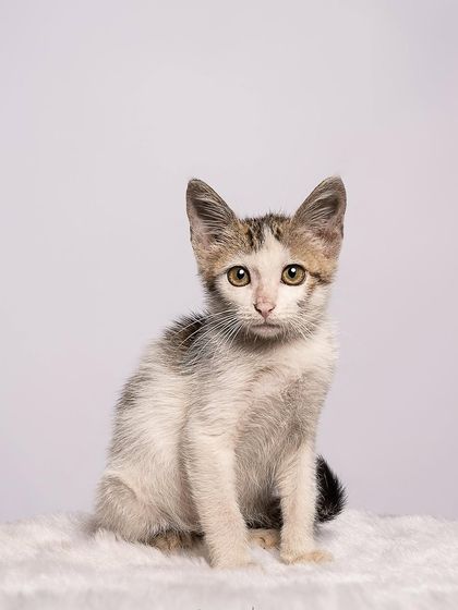 Pragalbh - Animal Rescue & Advocacy Photography Adoption Portfolios: Soulful Portraits for a Second Chance photo 14