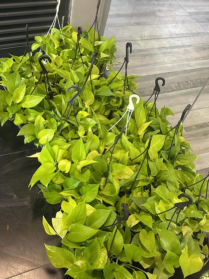 Office & Indoor Plant Solutions photo 7