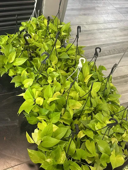 We also provide hanging plants like these Golden Pothos (Money Plant), which are excellent for decorating office corners, pantries, or reception areas.
