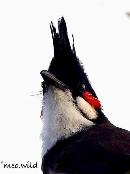 A dramatic portrait of the Red-whiskered Bulbul, looking up. This angle emphasizes its sharp crest and the striking contrast of its red, white, and black feathers.
