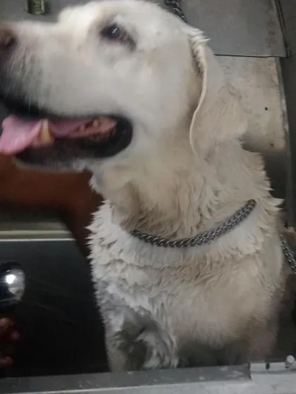 This happy Labrador is enjoying its spa day during a mobile dog wash session. We make sure the water temperature is perfect and the experience is soothing for every dog we groom.