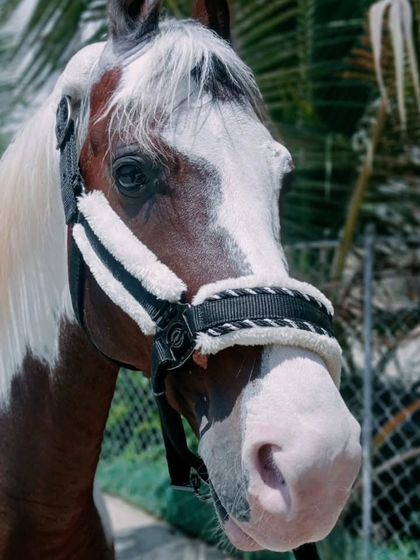 Introducing our new Kathiyawadi stallion. This magnificent paint horse stands at 59 inches and has a striking 'Lal Ablak' coat, a proud addition to our collection.