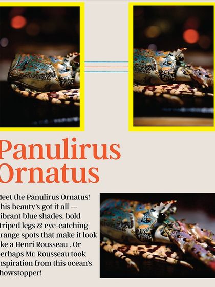 Lupa - European Fine Dining From Source to Plate: Our Commitment to Quality photo 8